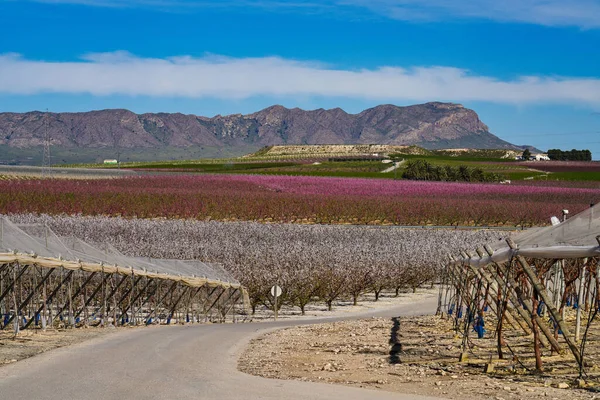 Peach blossom in Cieza, Mirador El Horno. Photography of a blossoming of peach trees in Cieza in the Murcia region. Peach, plum and nectarine trees. Spain