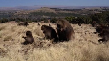 Simien Dağları Ulusal Parkı, Etiyopya, Afrika 'da Gelada maymunları (Theropithecus gelada)