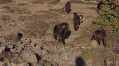 Simien Dağları Ulusal Parkı, Etiyopya, Afrika 'da Gelada maymunları (Theropithecus gelada)