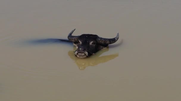 Wilde Buffels Wateren Van Mekong Rivier Bij Siem Reap Cambodja — Stockvideo