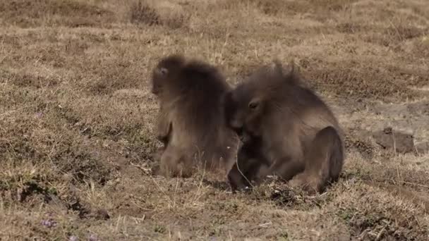 埃塞俄比亚Simien山区国家公园的Gelada猴子 Theropithecus Gelada — 图库视频影像