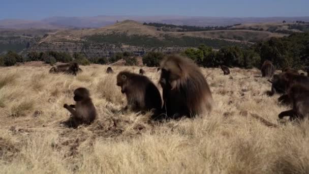 Monos Gelada Theropithecus Gelada Parque Nacional Las Montañas Simien Etiopía — Vídeo de stock