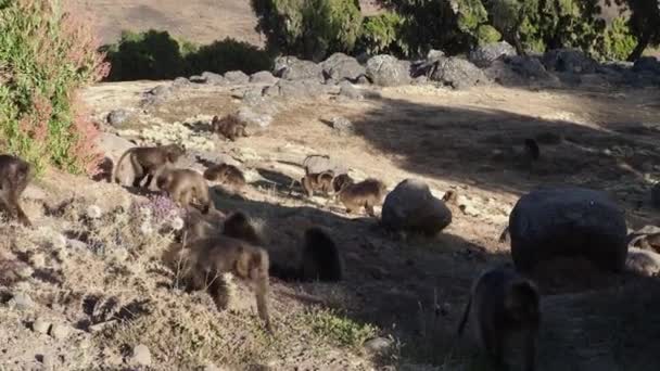 Singes Gelada Theropithecus Gelada Dans Parc National Des Montagnes Simien — Video