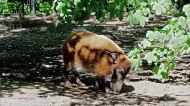 Kızıl nehir domuzu, Potamochoerus porcus, ayrıca çalı domuzu olarak da bilinir. Bu domuzun yer altında yiyecek bulmak için keskin bir koku alma duyusu var..