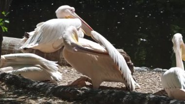 Büyük Beyaz Pelikan (