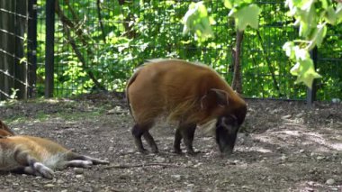 Kızıl nehir domuzu, Potamochoerus porcus, ayrıca çalı domuzu olarak da bilinir. Bu domuzun yer altında yiyecek bulmak için keskin bir koku alma duyusu var..