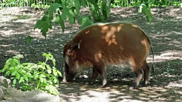 Porc Râu Roșu Potamochoerus Porcus Cunoscut Sub Numele Porc Tufiș — Videoclip de stoc