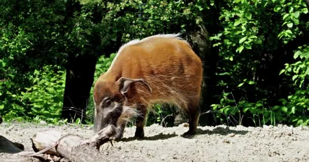 Κόκκινο Γουρούνι Του Ποταμού Potamochoerus Porcus Επίσης Γνωστή Γουρούνι Θάμνος — Αρχείο Βίντεο