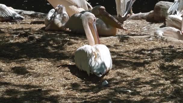 Great White Pelican Pelecanus Onocrotalus Also Known Rosy Pelican Bird — Stock Video
