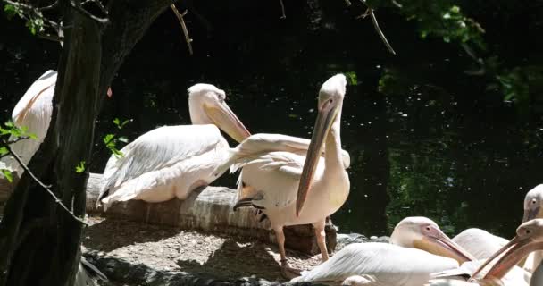 Büyük Beyaz Pelikan Pelecanus Onocrotalus Pelikan Familyasından Bir Kuş Türü — Stok video