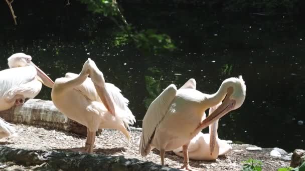 Wielki Biały Pelikan Pelecanus Onocrotalus Znany Również Jako Różowy Pelikan — Wideo stockowe