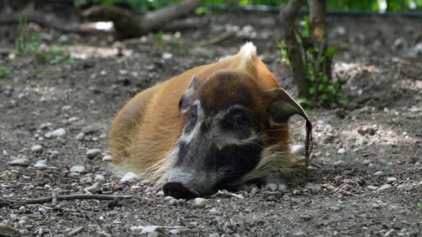 Cerdo Rojo Del Río Potamochoerus Porcus También Conocido Como Cerdo — Vídeos de Stock