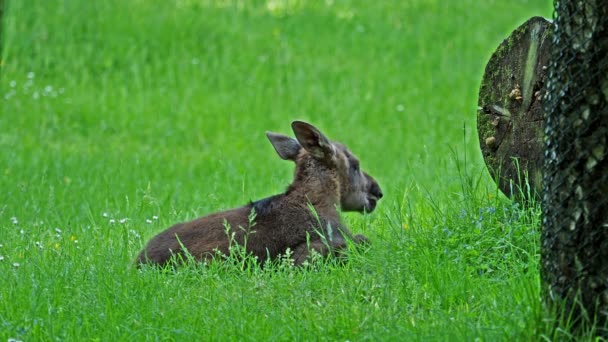 ムースまたはエルク アルスアルスは鹿の家族の中で最大の現存種です ムースは雄の広さ 平らさ または掌状の角で区別される — ストック動画