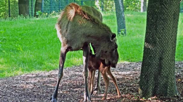 Alces Alces Een Geslacht Van Herten Uit Familie Van Elanden — Stockvideo