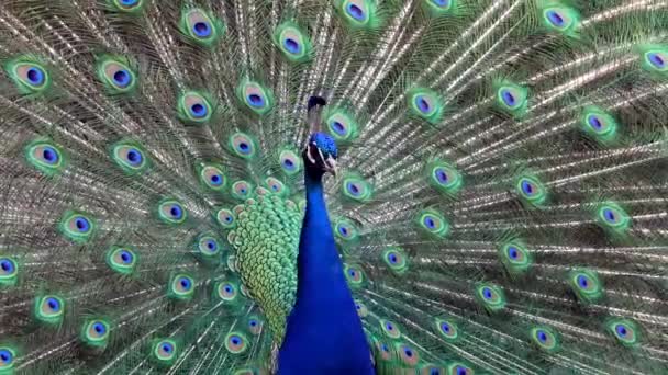 Indický Peafowl Nebo Modrý Peafowl Pavo Cristatus Velký Pestrobarevný Pták — Stock video