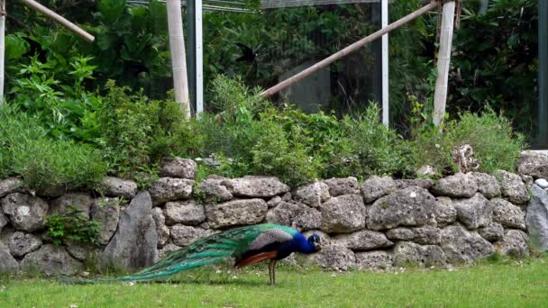 Den Indiska Peafowl Eller Blå Peafowl Pavo Cristatus Stor Och — Stockvideo