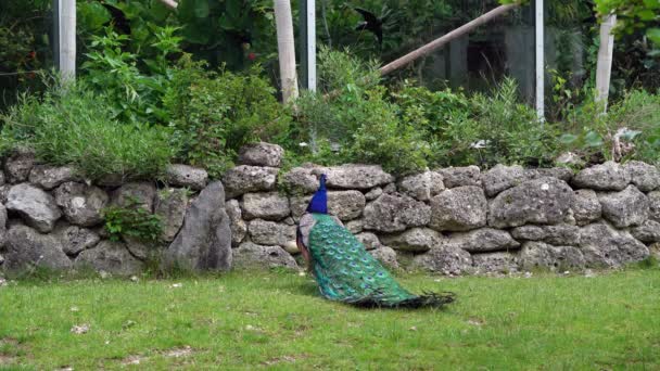 Búho Real Indio Búho Real Azul Pavo Cristatus Ave Grande — Vídeos de Stock