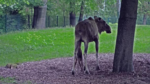 又称麋鹿 是鹿科中现存的最大物种 驼鹿的特征是雄鹿的宽 平或苍白的鹿角 — 图库视频影像