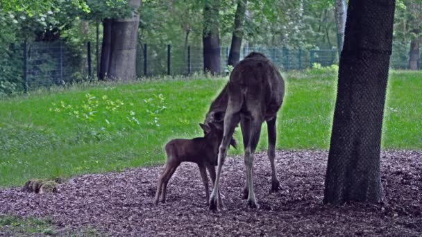 Moose Elk 과에서 현존하는 종이다 말코손바닥사슴은 수컷의 사슴뿔로 — 비디오