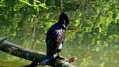 Büyük karabatak, Phalacrocorax karbonhidrat, Kuzey yarımküre boyunca büyük siyah karabatak, Avustralya 'daki siyah karabatak ve Hindistan' daki büyük karabatak.