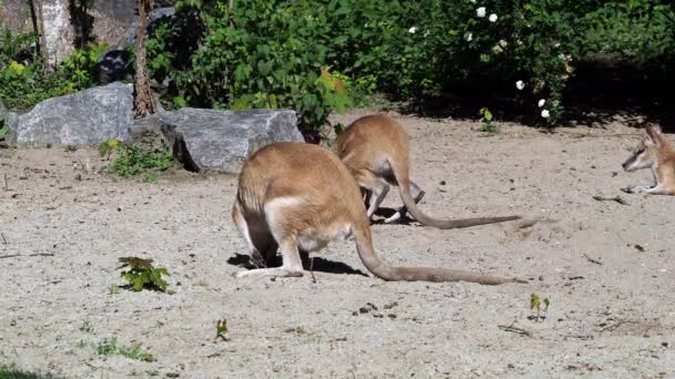 Wallaby Ágil Macropus Agilis También Conocido Como Wallaby Arenoso Una — Vídeo de stock