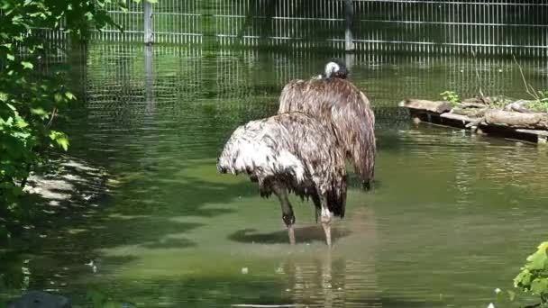 Emu Dromaius Novaehollandiae Segundo Maior Pássaro Vivo Altura Depois Seu — Vídeo de Stock