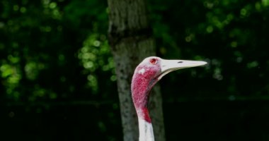 Sarus vinci, Grus antigone Hindistan 'ın Güneydoğu Asya ve Avustralya' nın bazı bölgelerinde bulunan büyük bir göçmen olmayan turnadır.. 