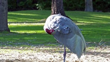 Sarus vinci, Grus antigone Hindistan 'ın Güneydoğu Asya ve Avustralya' nın bazı bölgelerinde bulunan büyük bir göçmen olmayan turnadır.. 