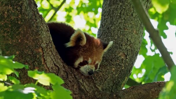 Panda Rojo Ailurus Fulgens También Llamado Panda Menor Oso Gato — Vídeo de stock