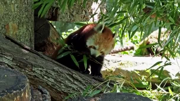Czerwona Panda Ailurus Fulgens Nazywana Również Mniejszą Pandą Czerwonym Kocim — Wideo stockowe