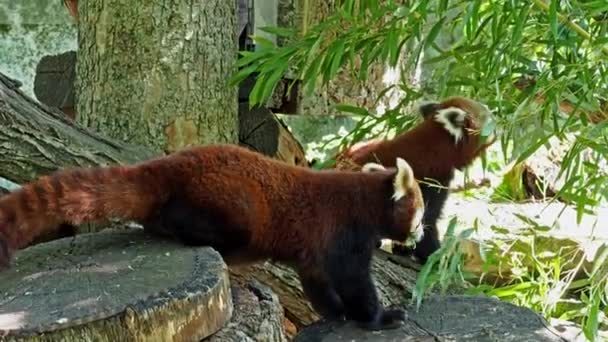 赤いパンダのアイルラス フルヘンスも小さいパンダと赤い猫クマと呼ばれます — ストック動画