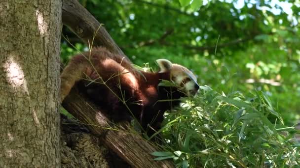 Червона Панда Ailurus Fulgens Також Називається Меншою Пандою Червоним Котячим — стокове відео