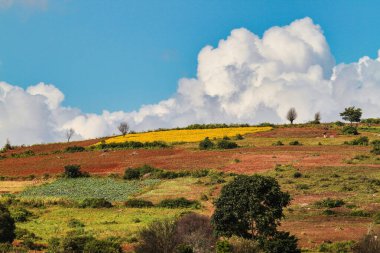Myanmar 'ın orta dağlık bölgelerindeki tarlalar güzel renklerini gösteriyor, Inle Gölü' nün kuzeybatısında, Pindaya yakınlarında.
