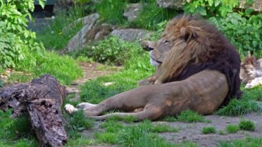 Aslan, Panthera leo, Panthera cinsindeki dört büyük kediden biridir ve Felidae familyasının bir üyesidir..