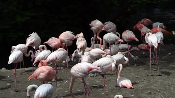 Flamingo Americano Flamingo Caribenho Phoenicopterus Ruber Flamingos São Única Ave — Vídeo de Stock