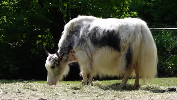 Yak Domestico Bos Grunniens Bovido Domestico Dai Capelli Lunghi Che — Video Stock