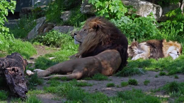 狮子Panthera Leo是黑豹属的四大猫科动物之一 也是猫科动物中的一员 — 图库视频影像