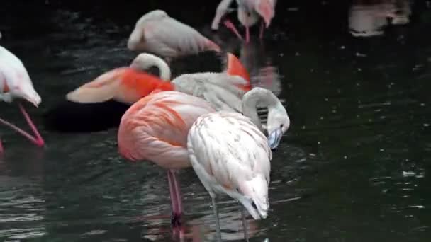 Fenicottero Americano Fenicottero Caraibico Fenicottero Ruber Fenicotteri Sono Unico Uccello — Video Stock