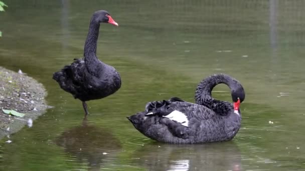 Černá Labuť Cygnus Atratus Velký Vodní Pták Druh Labutě Který — Stock video