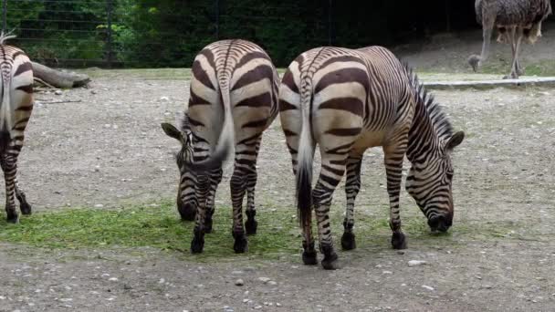 Hartmann Dağ Zebrası Equus Zebra Hartmannae Angola Nın Güneybatısında Namibya — Stok video