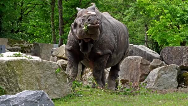 Rinoceronte Indio Rhinoceros Unicornis También Llama Rinoceronte Cuerno Mayor Rinoceronte — Vídeo de stock