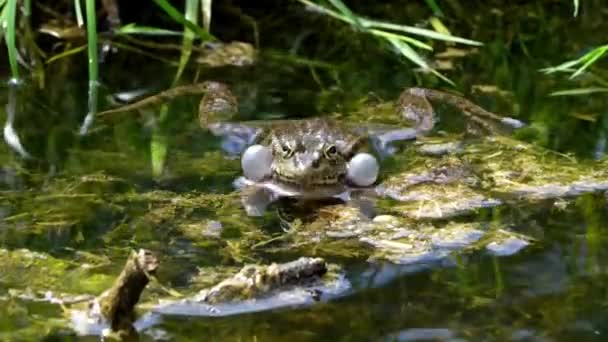 Der Gemeine Frosch Rana Temporaria Ein Einzelnes Reptil Das Wasser — Stockvideo
