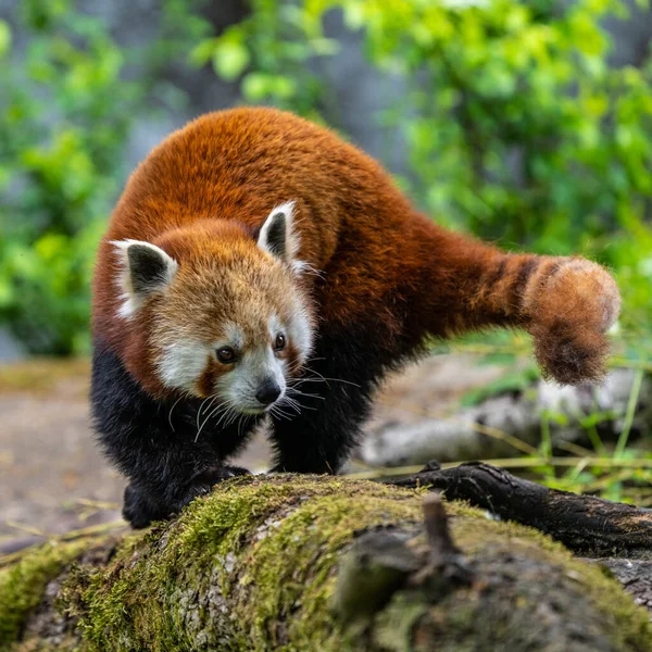 Panda Rojo Ailurus Fulgens También Llamado Panda Menor Oso Gato — Foto de Stock