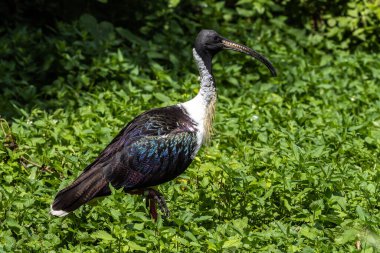 Saman boyunlu Ibis, Threskiornis spinicollis, Threskiornithidae familyasından bir kuş türü..