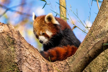 Kırmızı panda, Ailurus fulgens, daha küçük panda ve kırmızı kedi ayı olarak da bilinir..