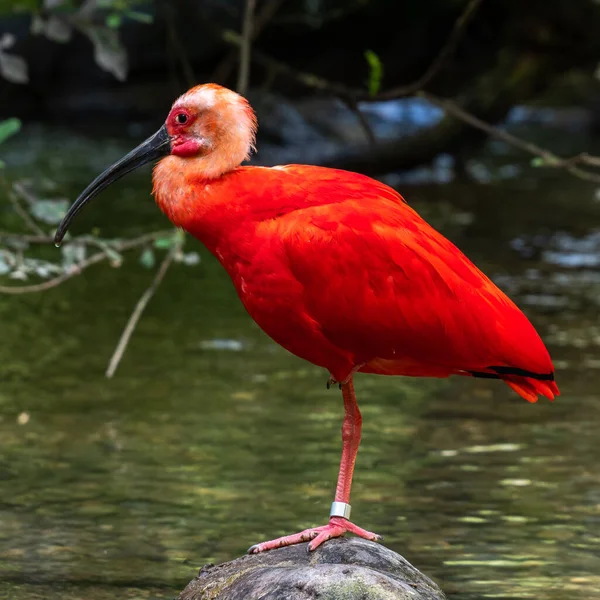 Eudocimus Ruber Uma Espécie Ave Família Threskiornithidae Habita América Sul — Fotografia de Stock