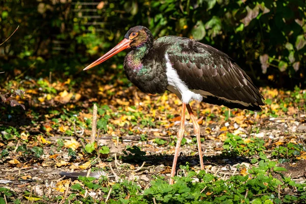 Черный Аист Ciconia Nigra Крупная Птица Семейства Аистов Ciconiidae — стоковое фото