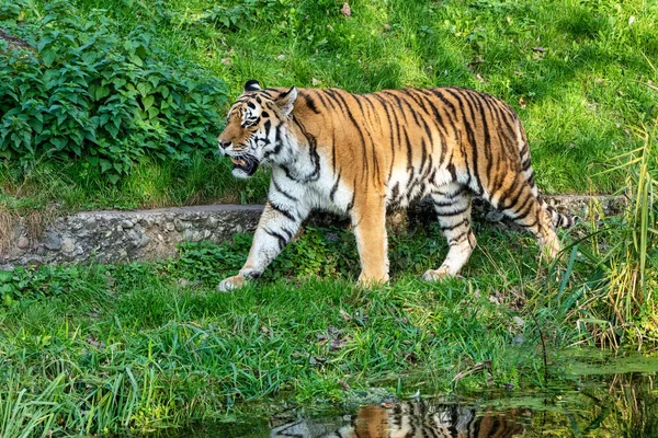 Siberische Tijger Panthera Tigris Altaica Grootste Kat Ter Wereld — Stockfoto