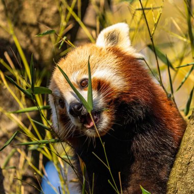 Kırmızı panda, Ailurus fulgens, daha küçük panda ve kırmızı kedi ayı olarak da bilinir..