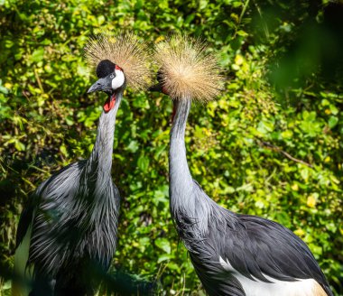 Black Crowned Crane, Balearica pavonina, Gruidae familyasından bir kuş türü..